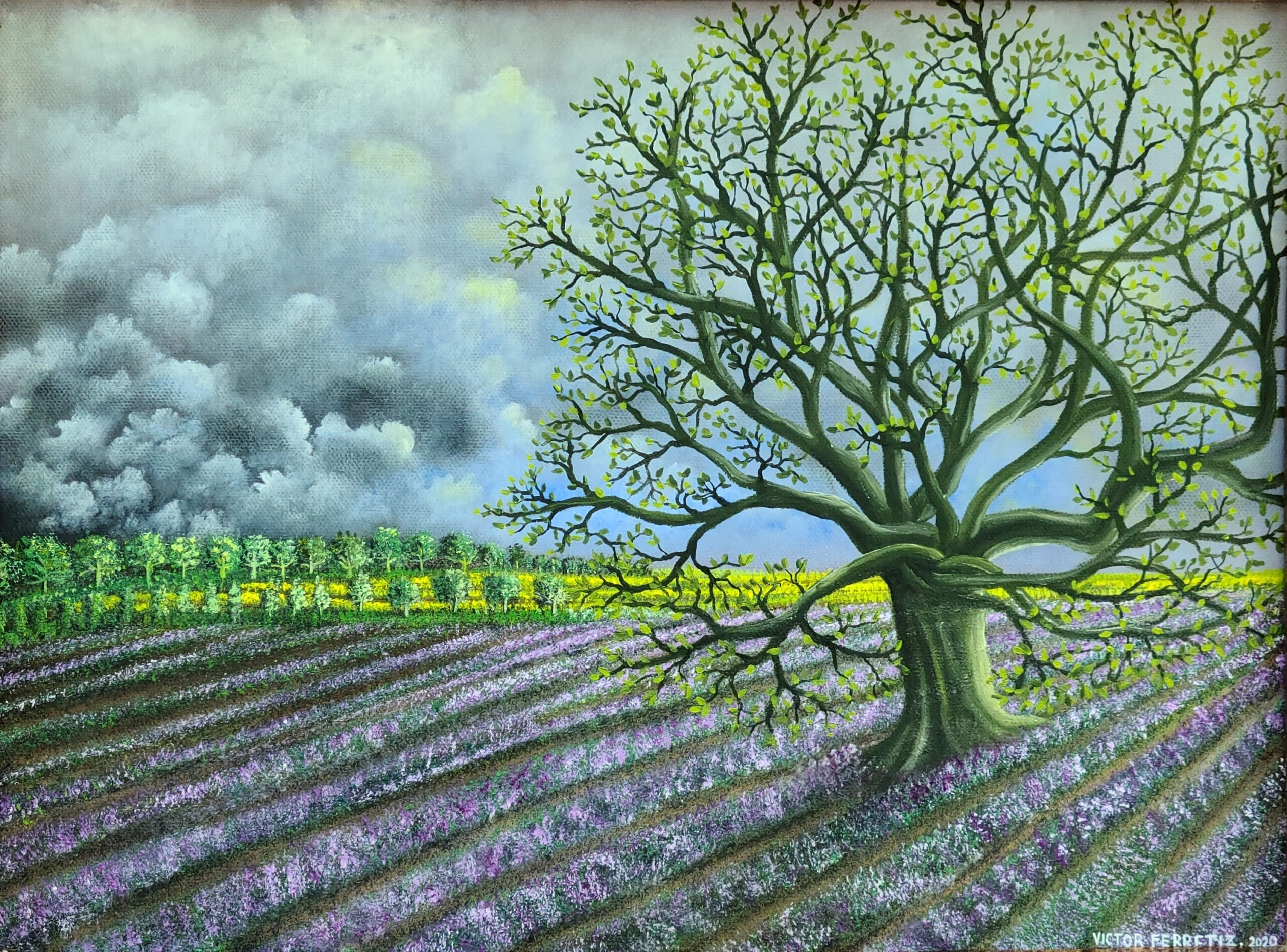 This original work of this beautiful old tree represents the wisdom and the extraordinary power to survive any obstacle in life. This tree represents the ability to seek means to achieve what you are looking for in life, just as the tree, without moving, manages to find water with its great roots to live. The lavender fields symbolize purity and the clouded sky makes us aware of threats beyond what we see.