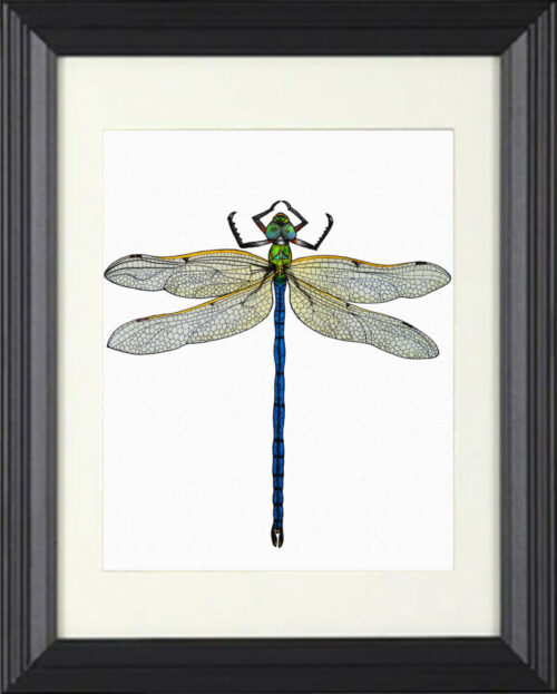 Dragonfly - Print